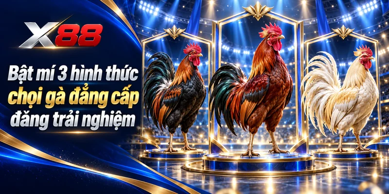 Kích hoạt mí 3 hình thức cho gà đẳng cấp đáng trải nghiệm
